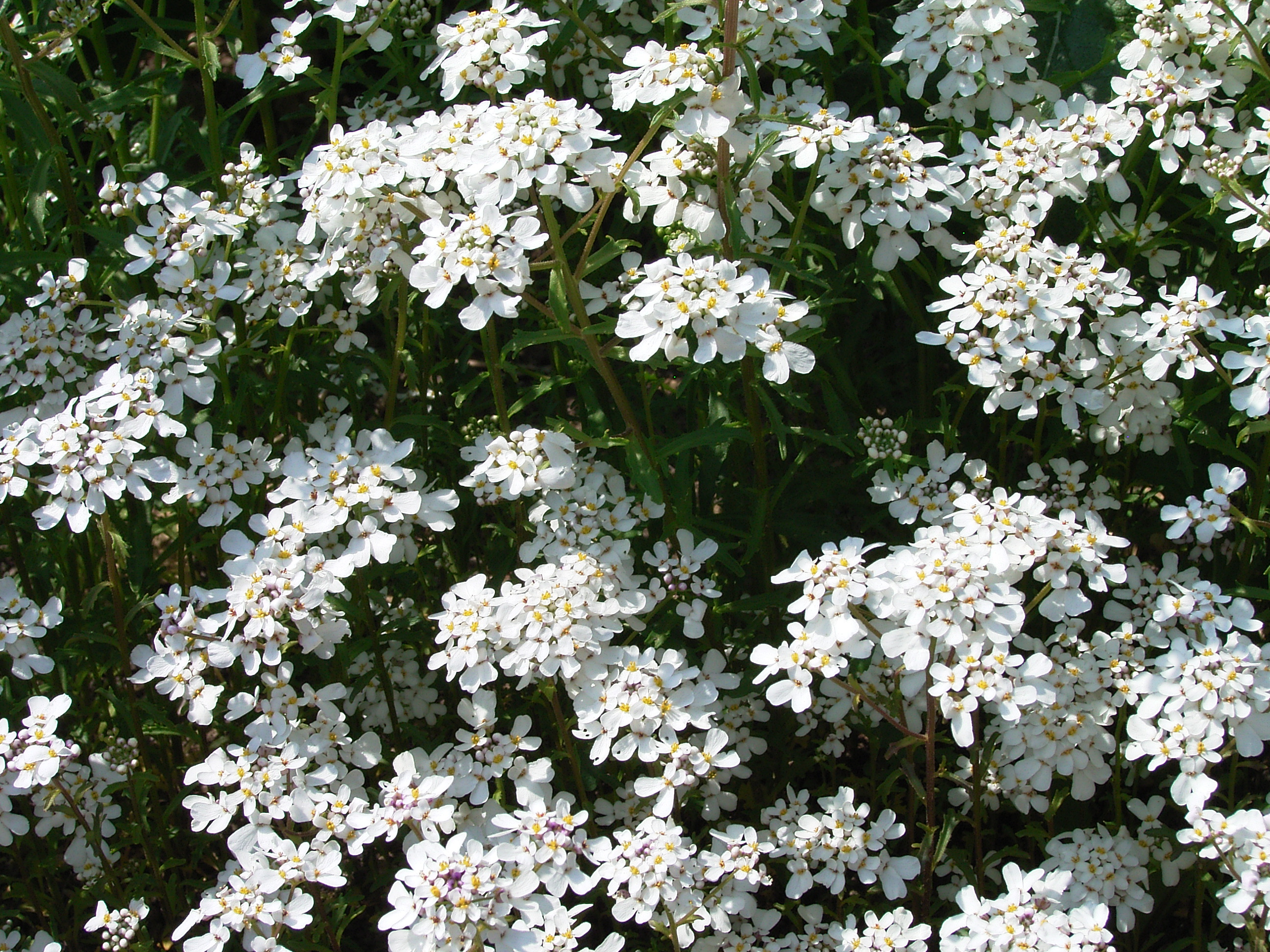 Annual candytuft